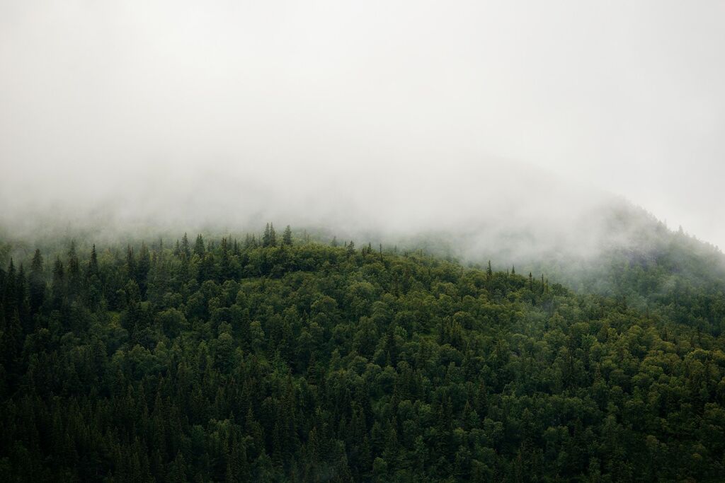 Regngrått skogslandskap i Hemsedal.